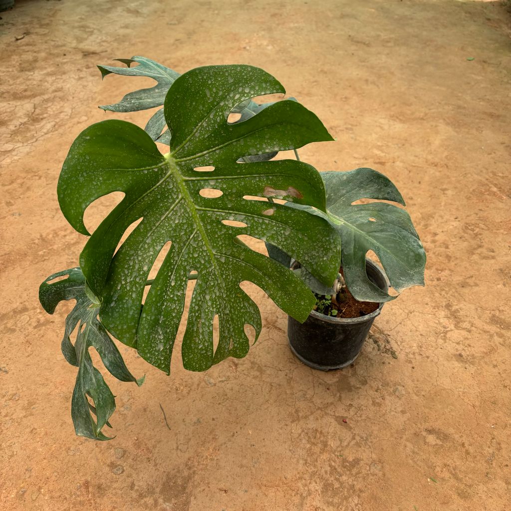 Monstera Deliciosa in 8 Inch Nursery Pot