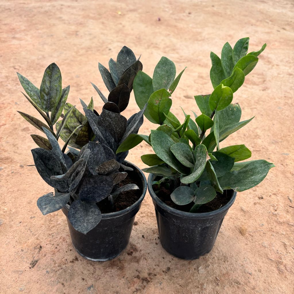 Set of 2 - Zz ( Black & Green ) in 4 Inch Nursery Pot