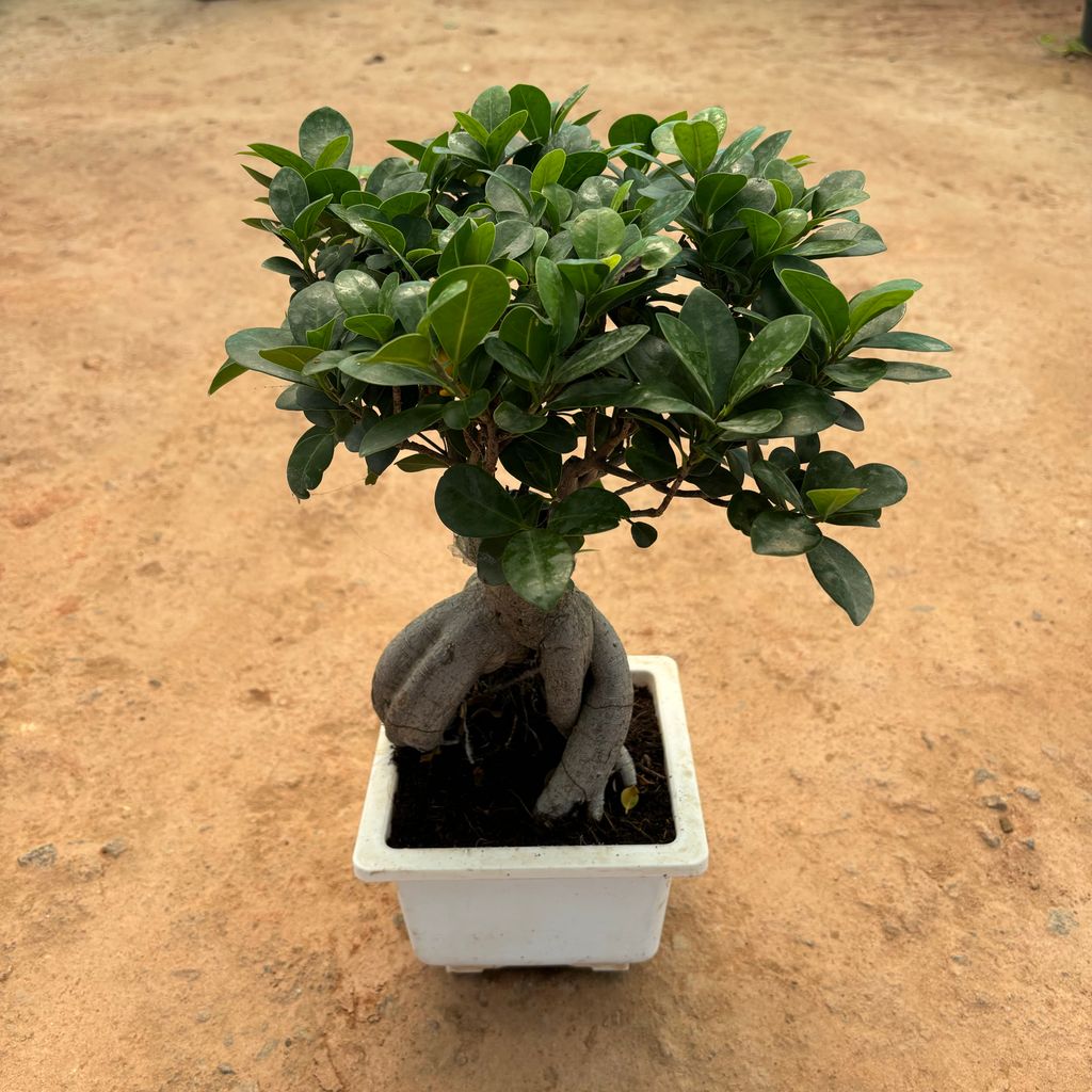 Ficus Bonsai in 7 Inch White Bonsai Tray