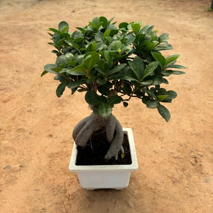 Buy Ficus Bonsai in 7 Inch White Bonsai Tray Online | Urvann.com