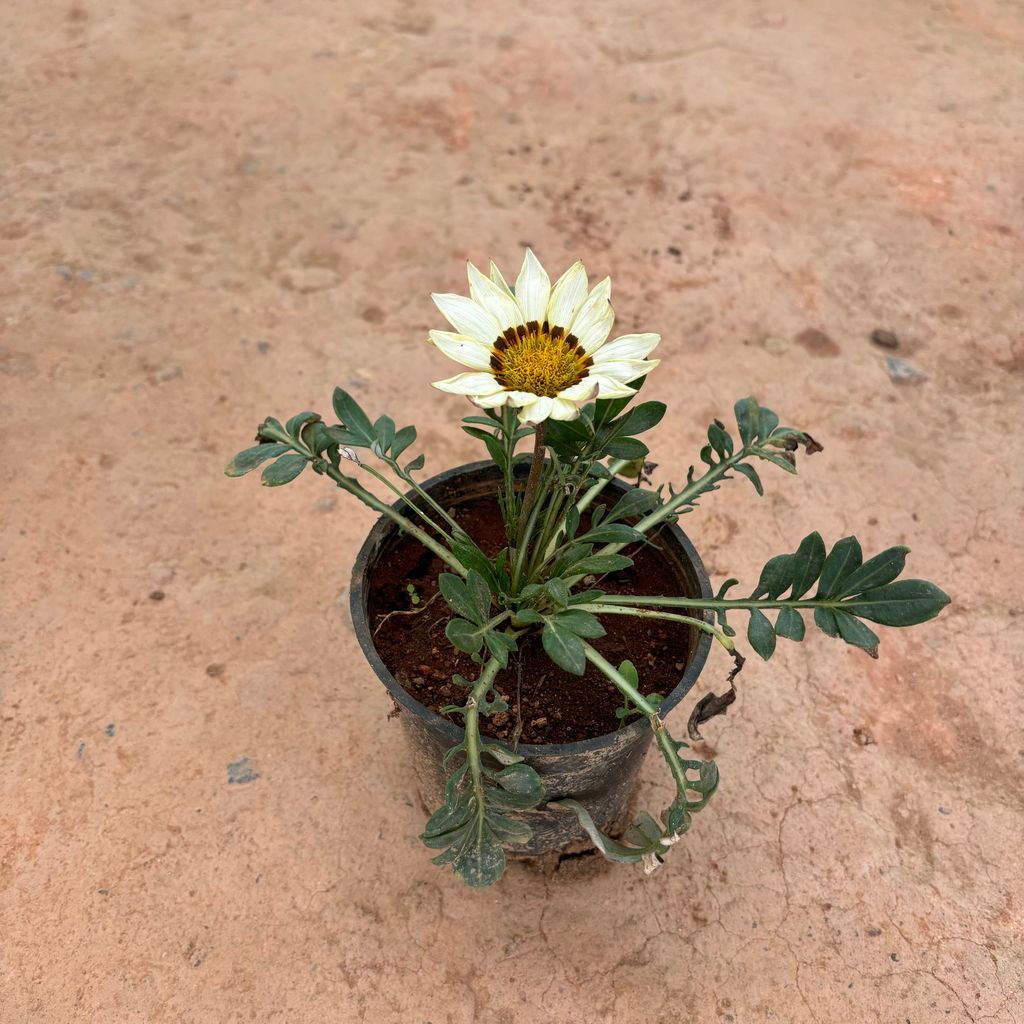 Gazania White in 4 Inch Nursery Pot