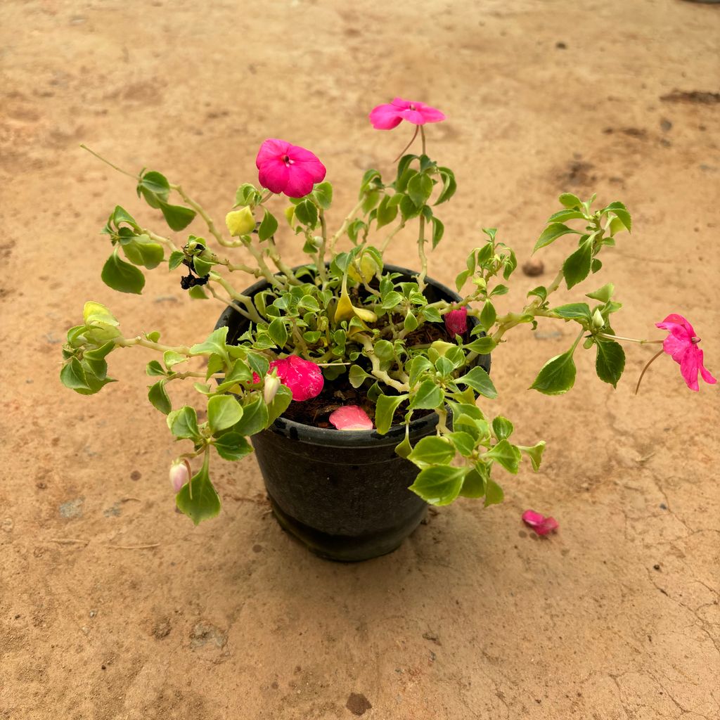 Balsam in 5 Inch Nursery Pot