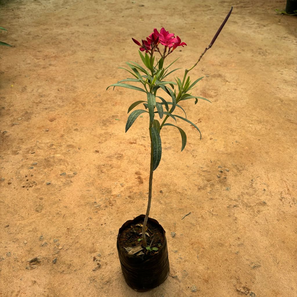 Kaner / Oleander Pink in 6 Inch Nursery Bag