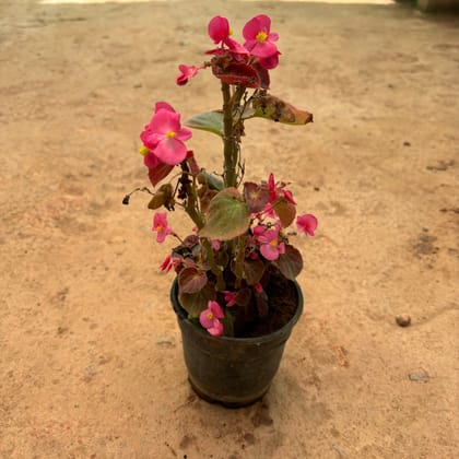 Buy Begonia Pink in 6 Inch Nursery Pot Online | Urvann.com