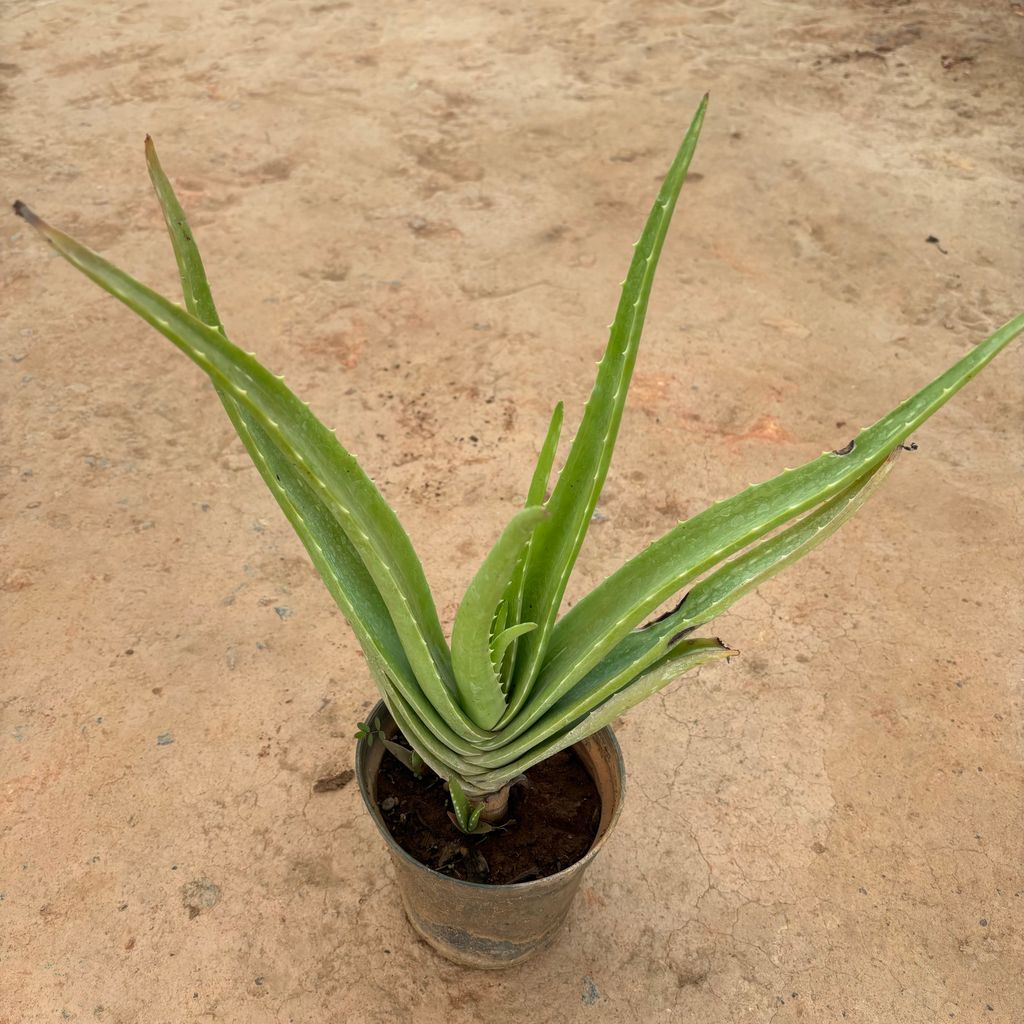 Aloe Vera in 6 Inch Nursery Pot