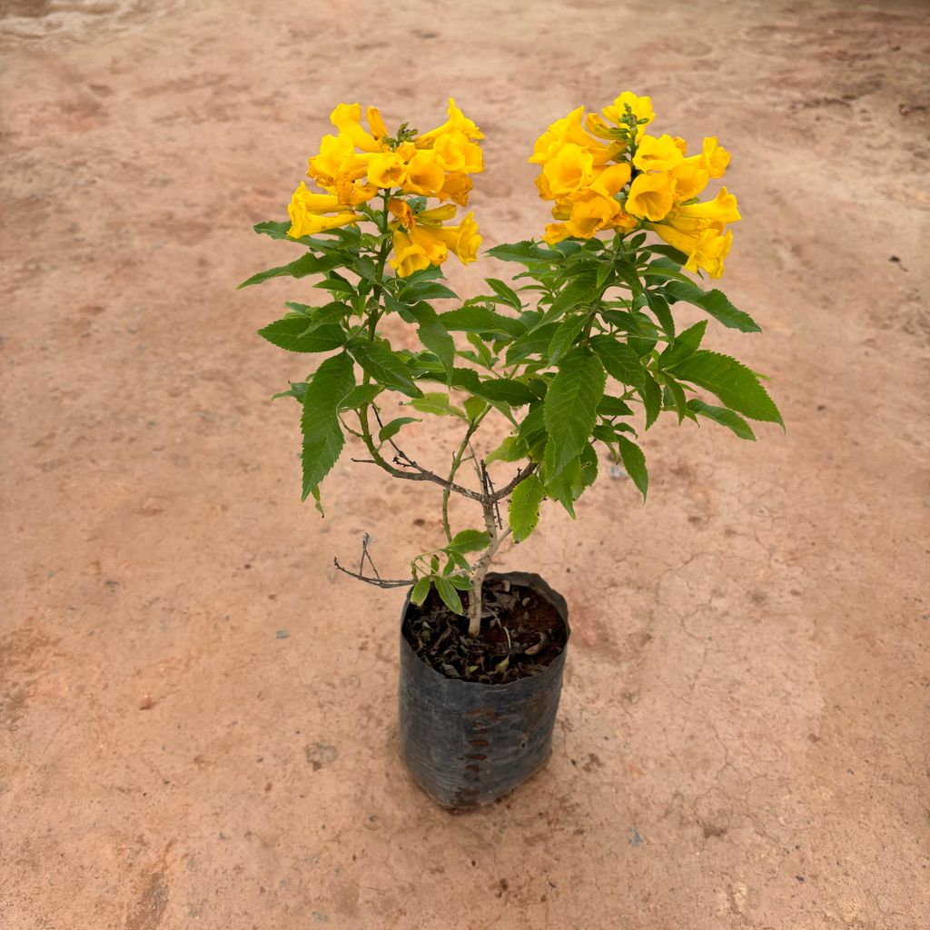 Tecoma Yellow in 6 Inch Nursery Bag