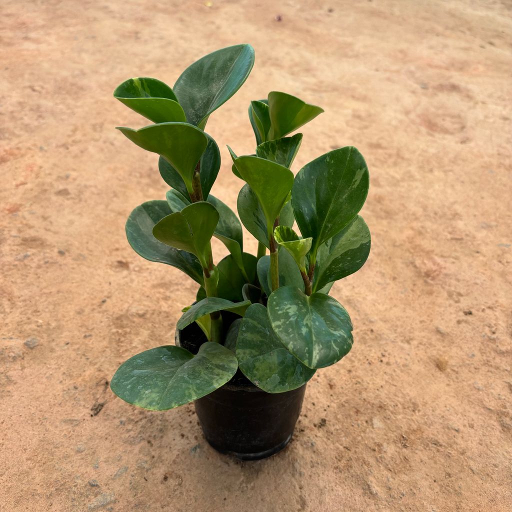 Peperomia / Radiator Plant Green in 4 Inch Nursery Pot