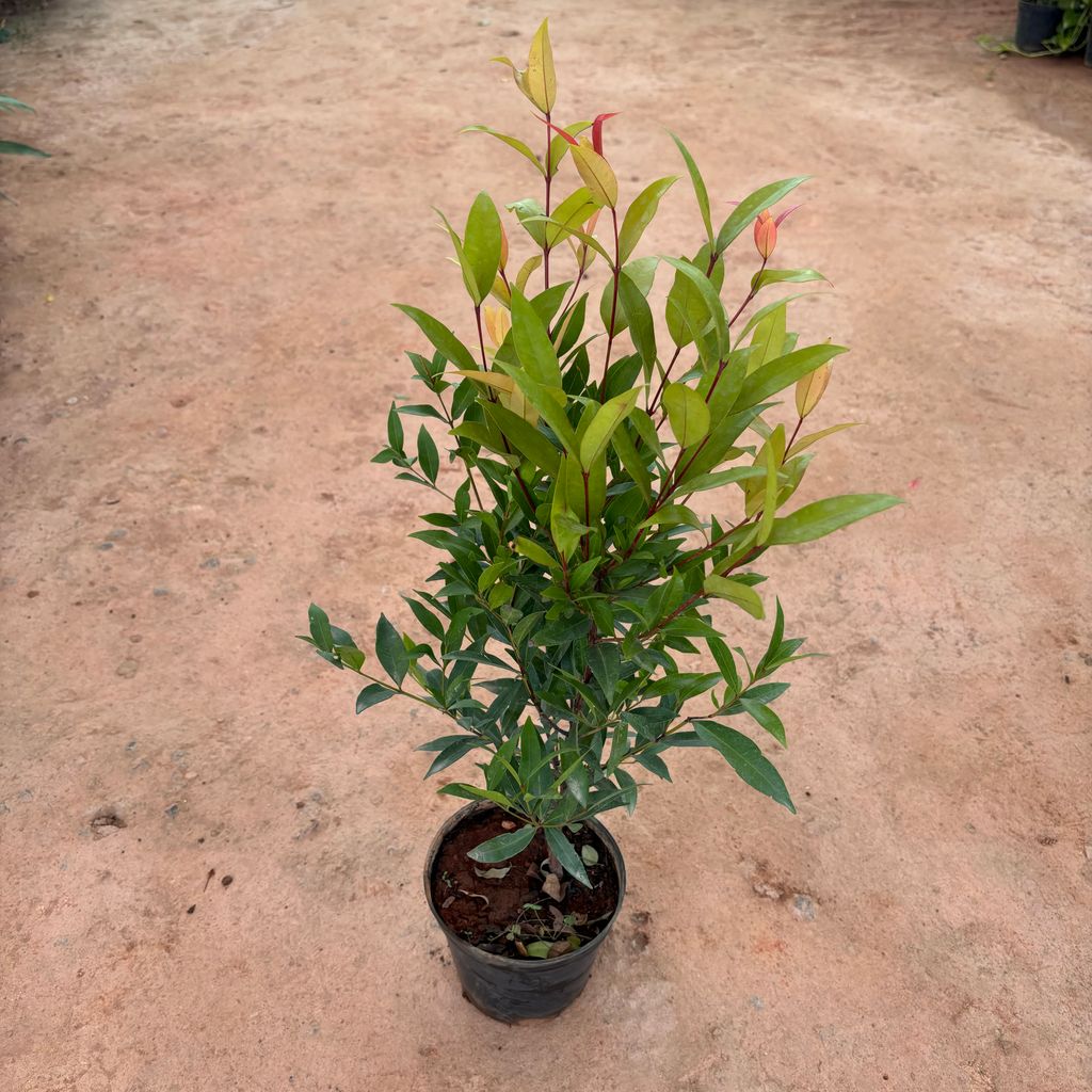 Acmena in 6 Inch Nursery Pot