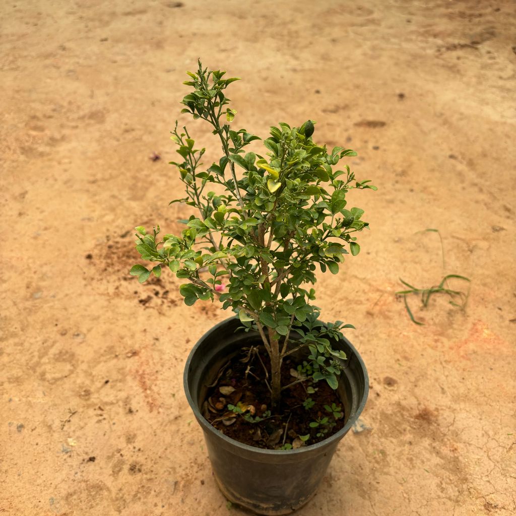 Jasmine White in 6 Inch Nursery Pot