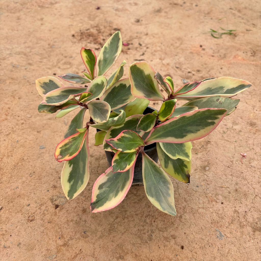 Peperomia / Radiator Plant White & Pink in 6 Inch Nursery Pot