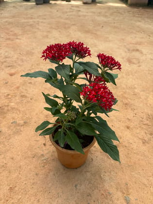 Buy Pentas Red in 5 Inch Nursery Pot Online | Urvann.com