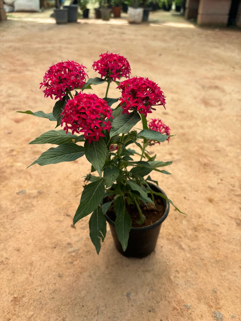 Pentas Pink in 5 Inch Nursery Pot