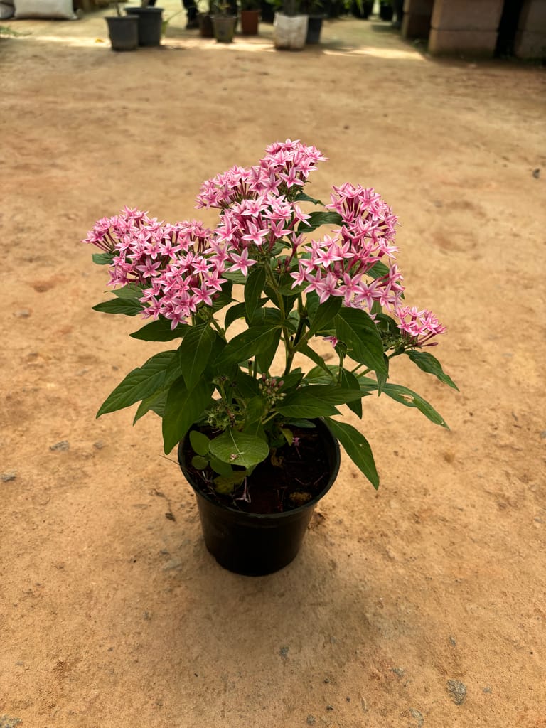 Pentas Purple in 5 Inch Nursery Pot