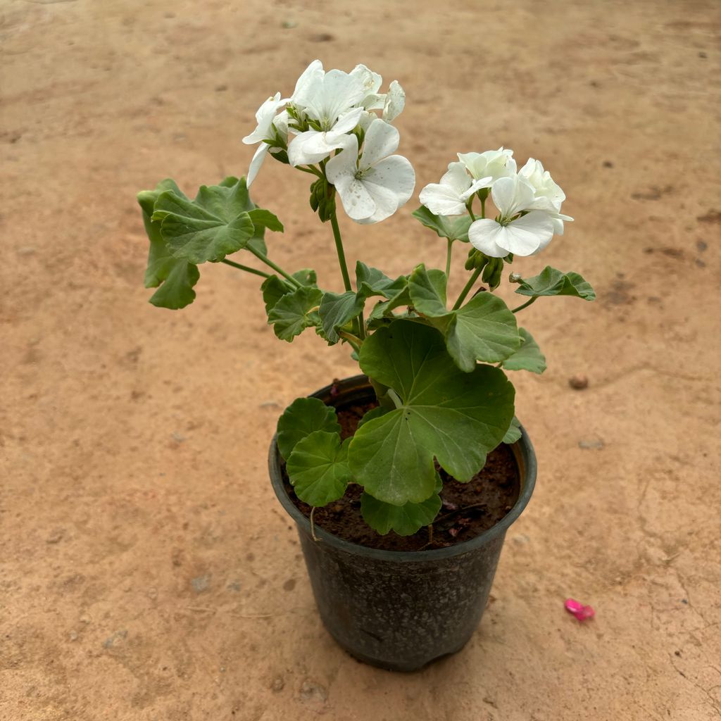 Geranium White in 6 Inch Nursery Pot