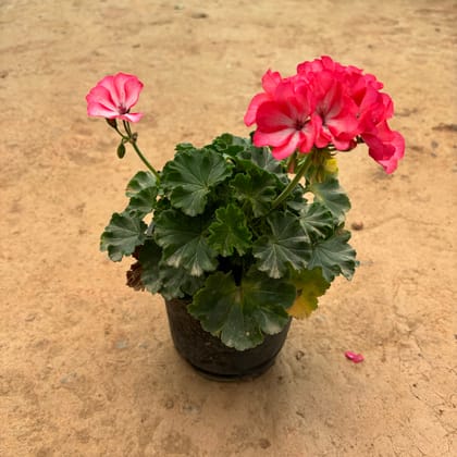 Buy Geranium Pink in 6 Inch Nursery Pot Online | Urvann.com