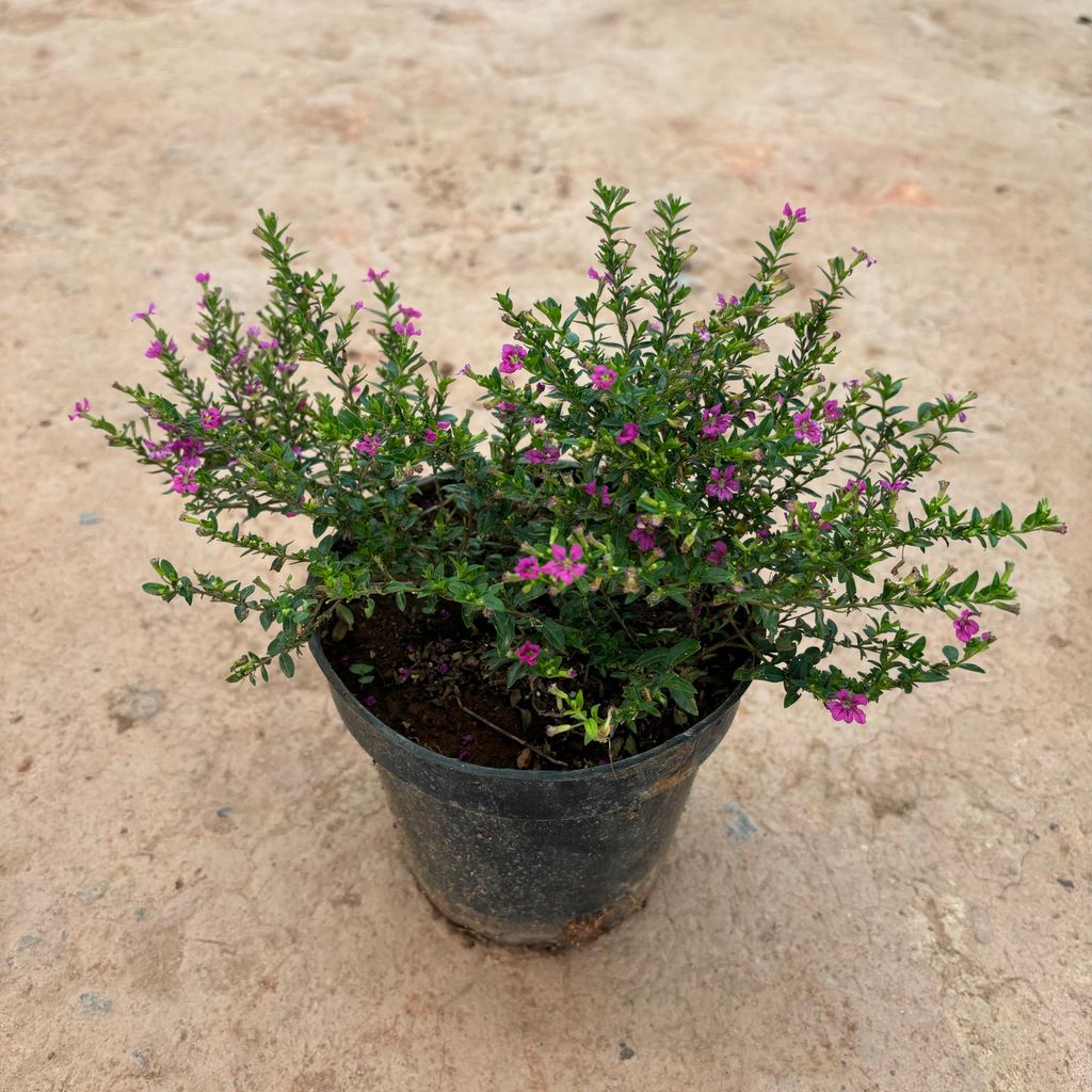 Cuphea / False Heather Pink in 6 Inch Nursery Pot