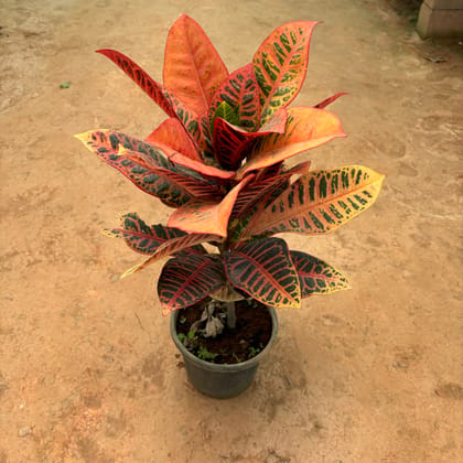 Buy Croton Petra in 6 Inch Nursery Pot Online | Urvann.com