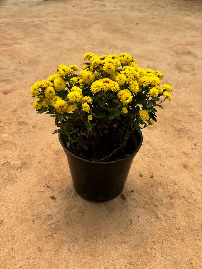 Chrysanthemum / Guldaudi Yellow in 6 Inch Nursery Pot