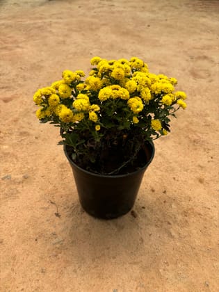 Buy Chrysanthemum / Guldaudi Yellow in 6 Inch Nursery Pot Online | Urvann.com