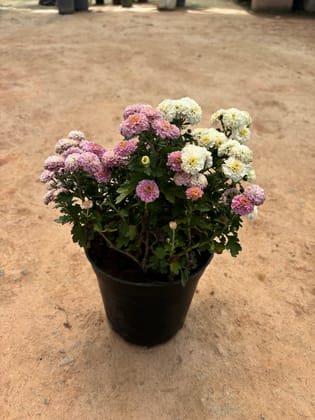 Buy Chrysanthemum / Guldaudi White & Pink in 6 Inch Nursery Pot Online | Urvann.com