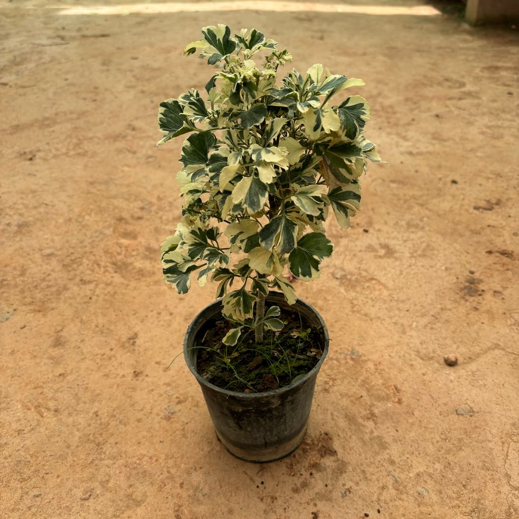 Aralia White Variegated in 6 Inch Nursery Pot