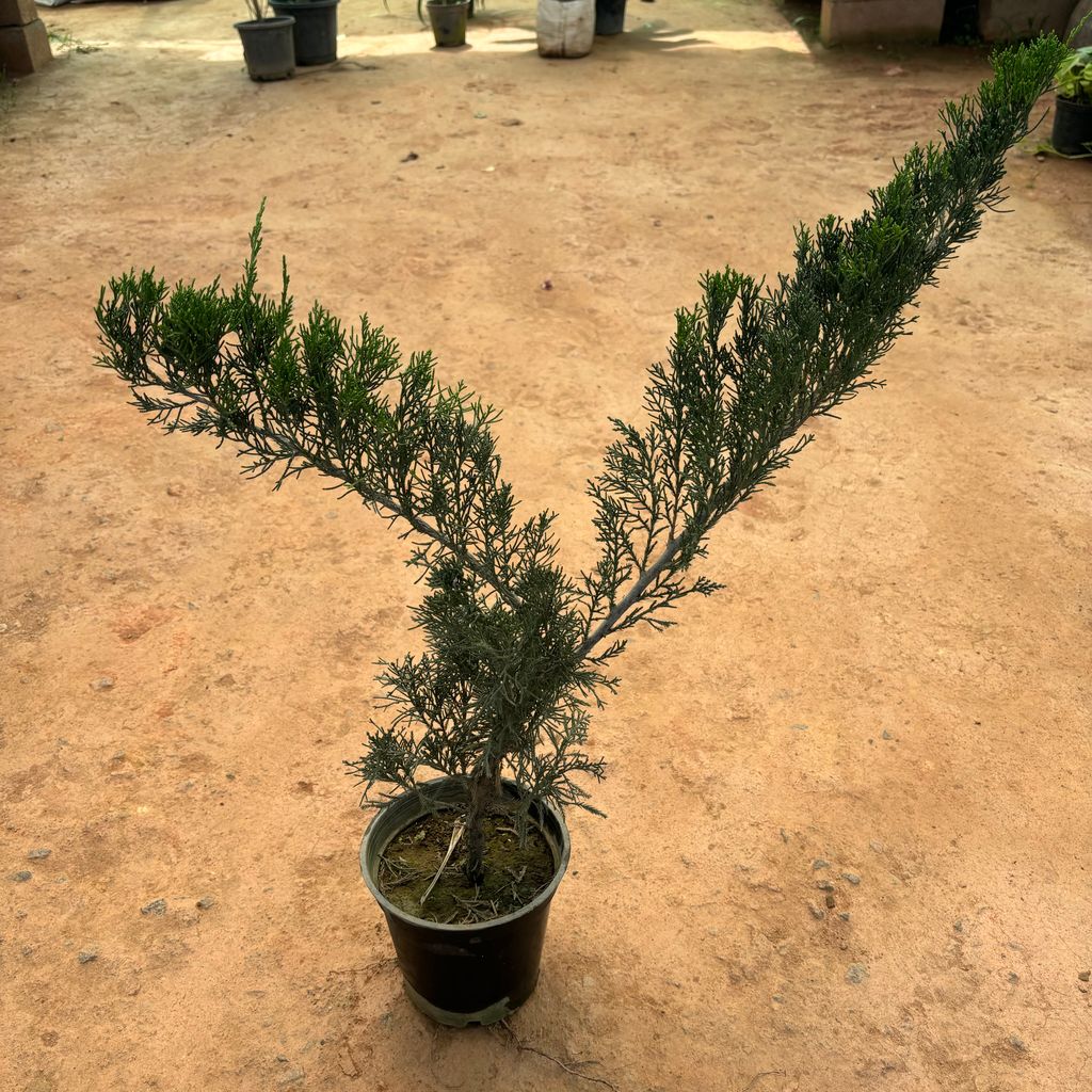 Juniperus in 6 Inch Nursery Pot