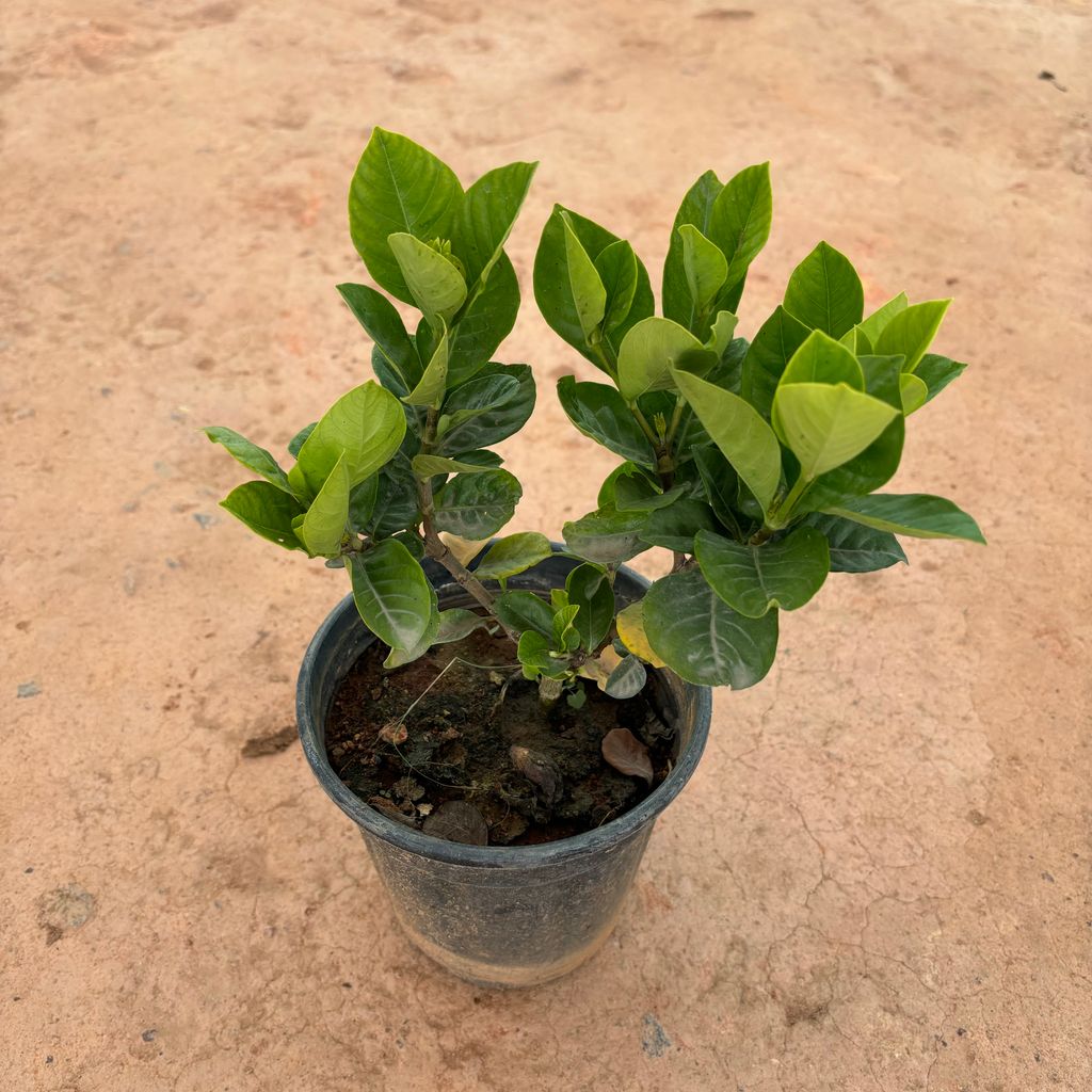 Gardenia / Gandhraaj in 6 Inch Nursery Pot