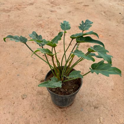 Buy Xanadu Green in 6 Inch Nursery Pot Online | Urvann.com