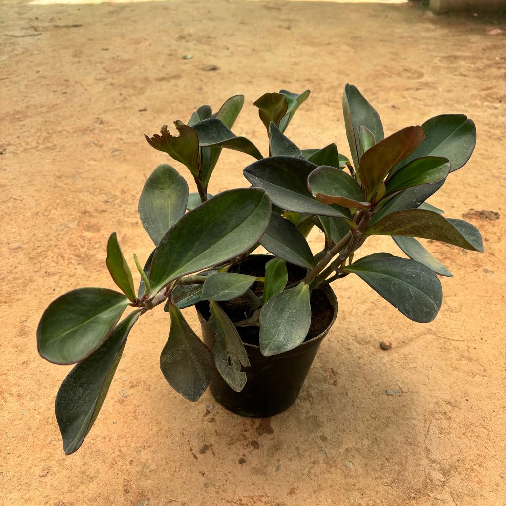 Peperomia / Radiator Plant Black in 6 Inch Nursery Pot