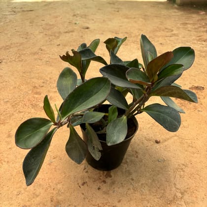 Buy Peperomia / Radiator Plant Black in 6 Inch Nursery Pot Online | Urvann.com