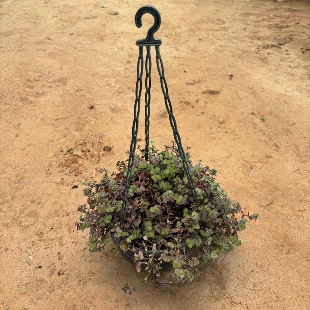 Turtle Vine Black in 7 Inch Black Hanging Basket