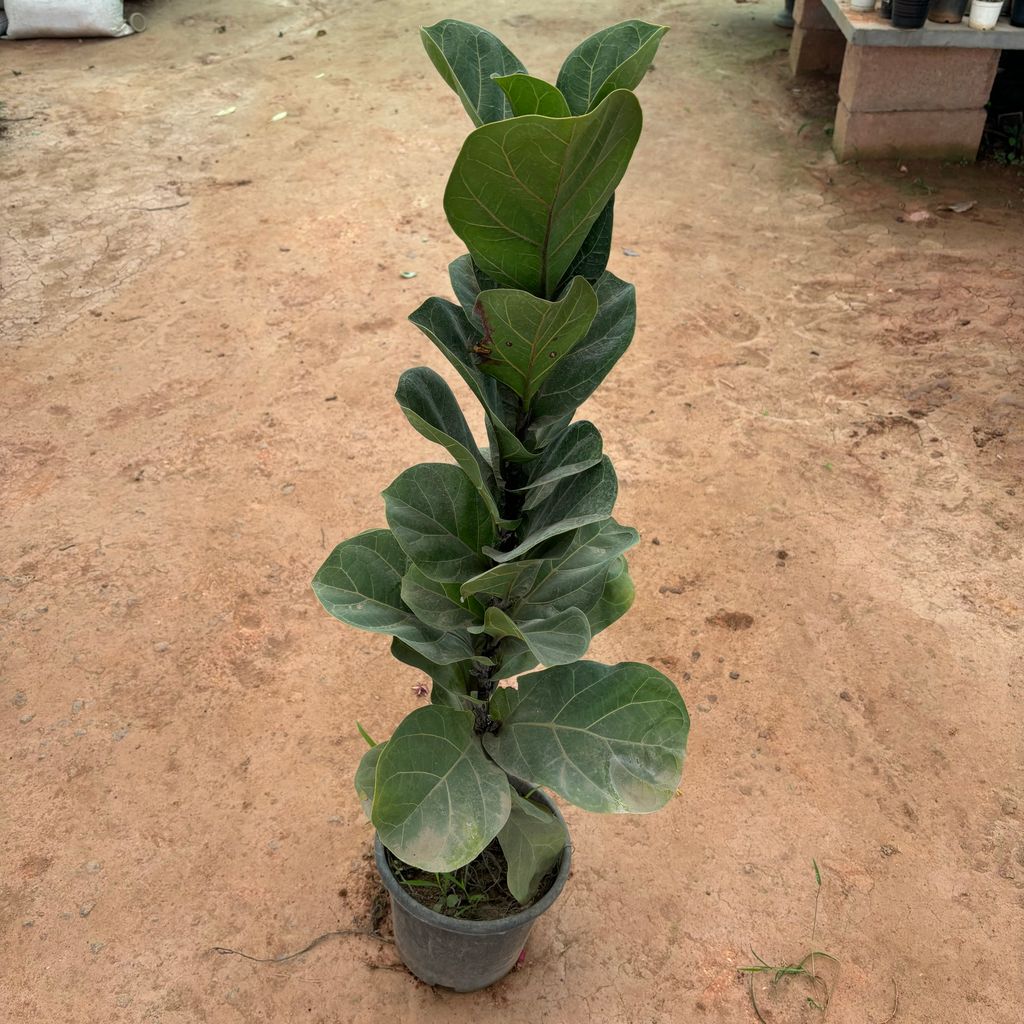 Fiddle Leaf Fig / Ficus Lyrata in 6 Inch Nursery Pot