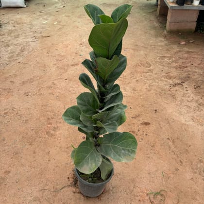 Buy Fiddle Leaf Fig / Ficus Lyrata in 6 Inch Nursery Pot Online | Urvann.com