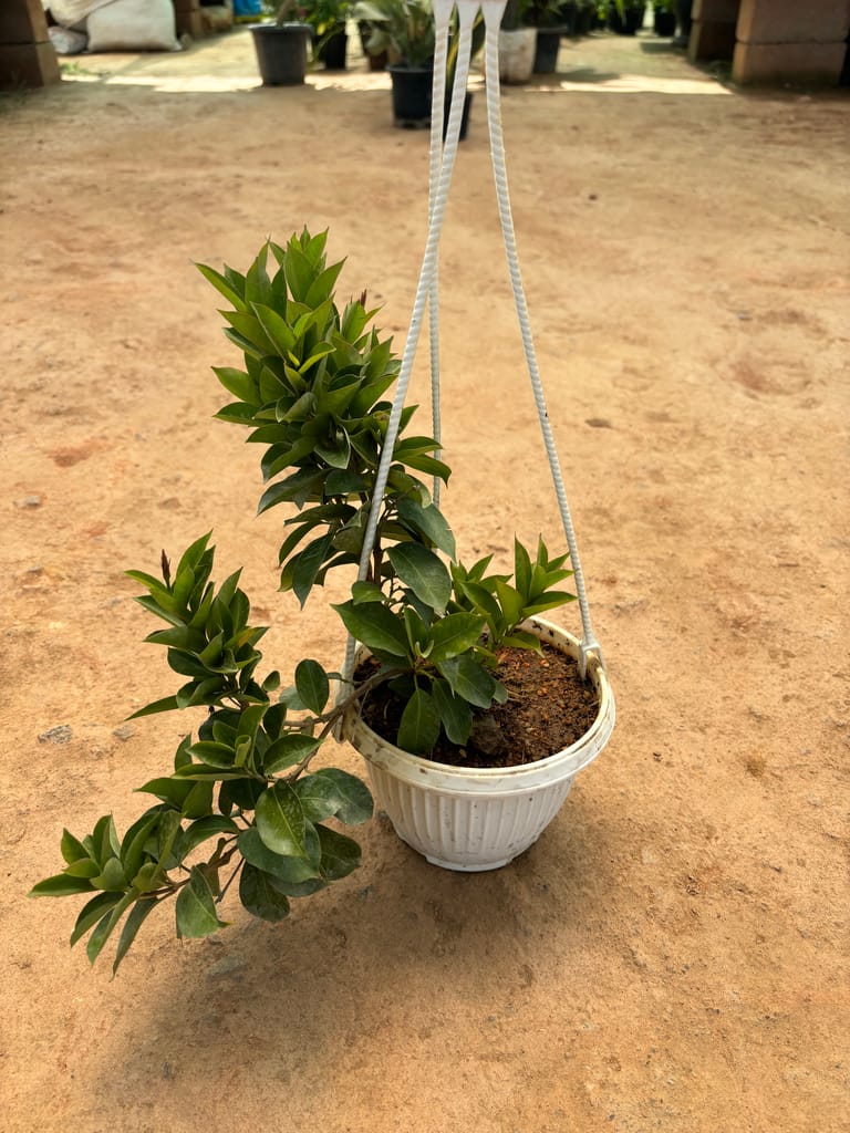 Laurus Nobilis in 7 Inch White Hanging Basket