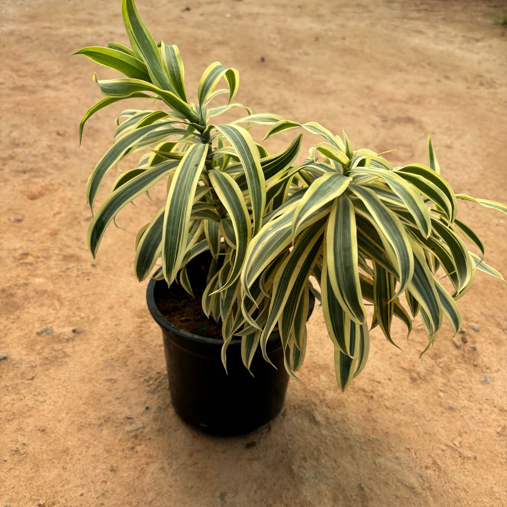 Song of India in 8 Inch Nursery Pot