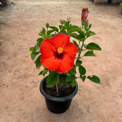 Buy Hibiscus Red in 8 Inch Nursery Pot Online | Urvann.com