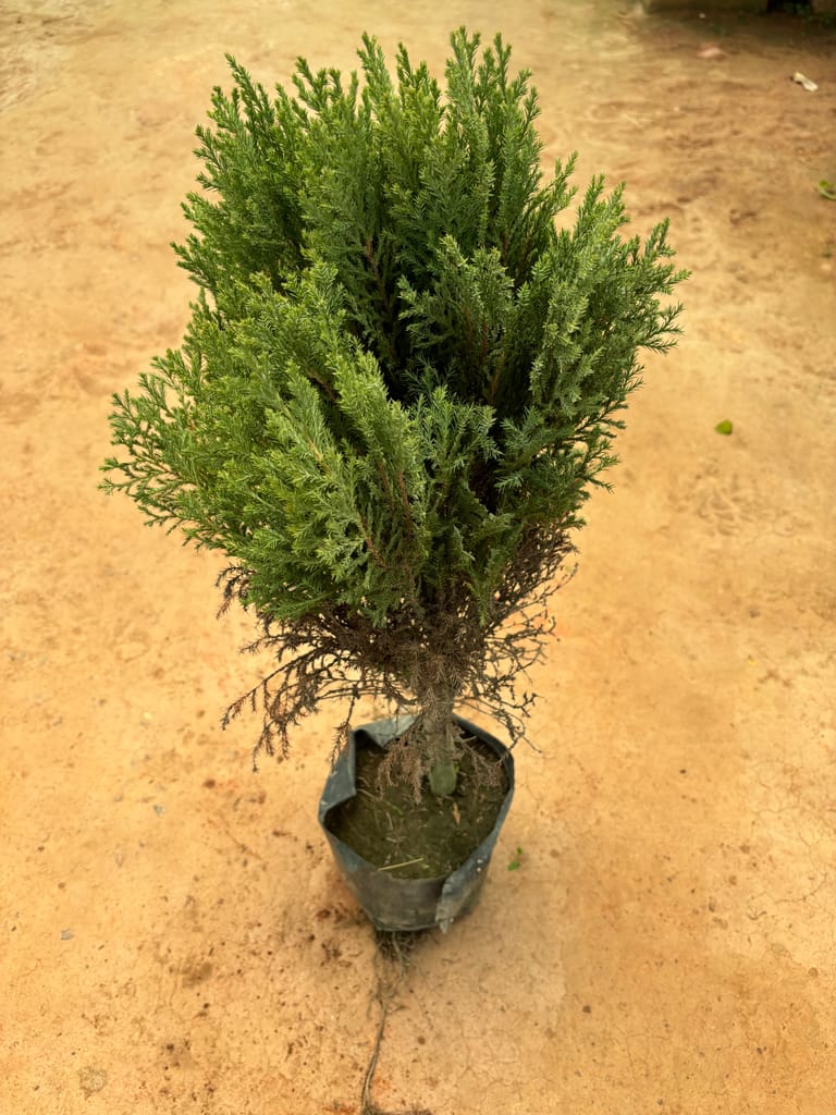 Juniperus Green in 8 Inch Nursery Bag