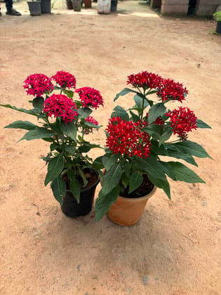 Buy Set of 2 - Pentas (Red & Pink) in 5 Inch Nursery Pot Online | Urvann.com