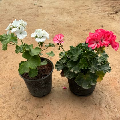 Buy Set of 2 - Geranium (White & Pink) in 6 Inch Nursery Pot Online | Urvann.com