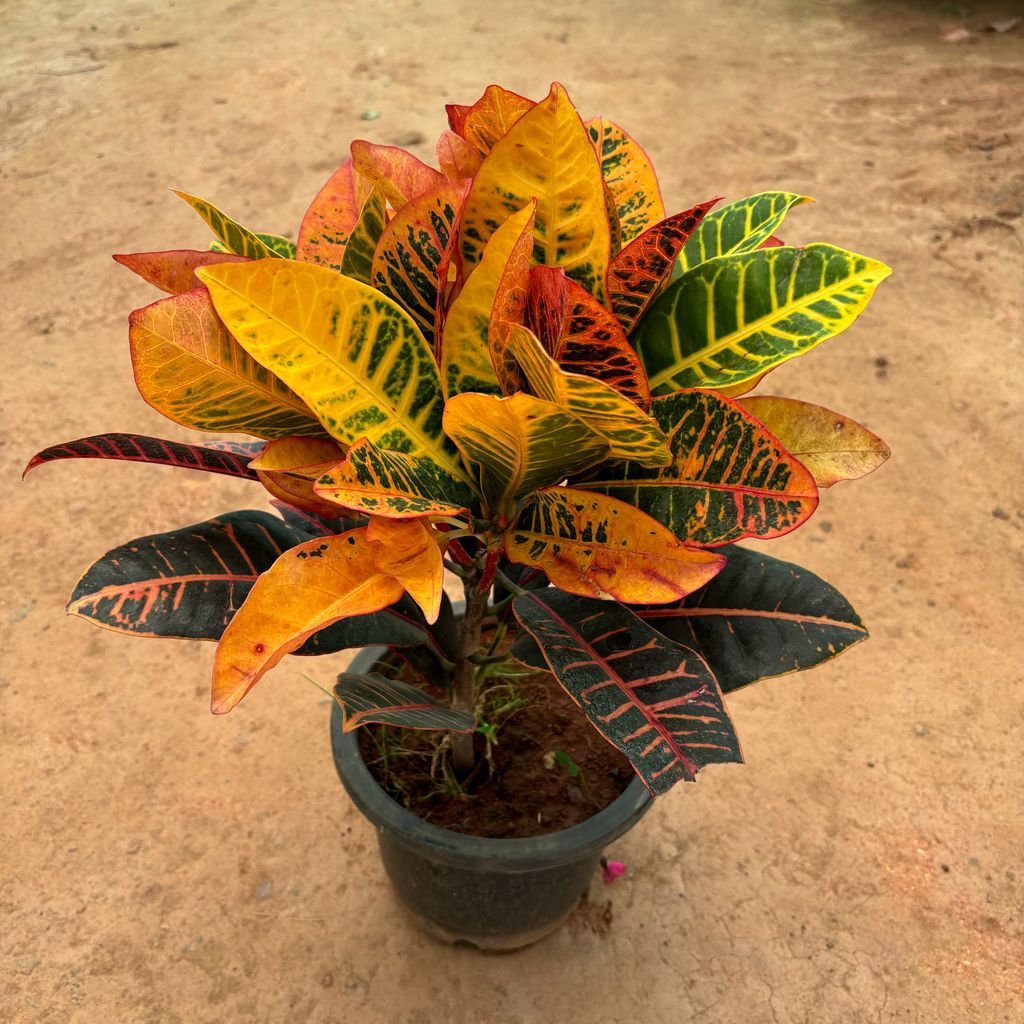 Croton Petra in 10 Inch Nursery Pot