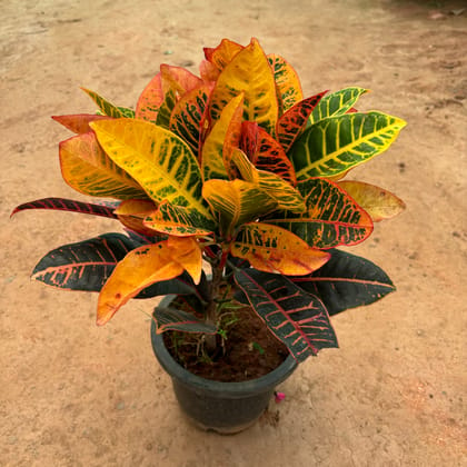 Buy Croton Petra in 10 Inch Nursery Pot Online | Urvann.com