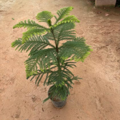 Buy Araucaria / Christmas Tree in 6 Inch Nursery Pot Online | Urvann.com