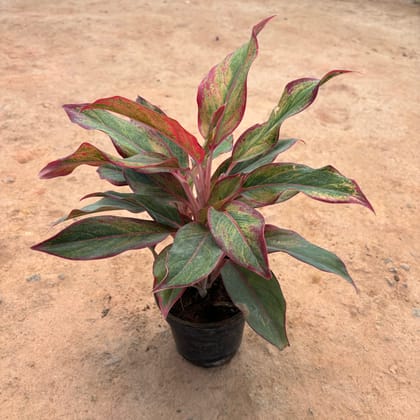 Buy Aglaonema lipstick in 5 Inch Nursery Pot Online | Urvann.com