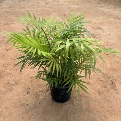 Buy Chameadorea Palm in 5 Inch Nursery Pot Online | Urvann.com