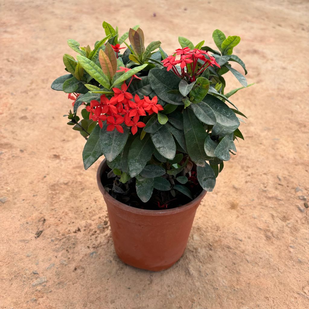 Ixora Red in 5 Inch Nursery Pot