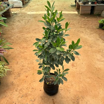 Buy Lemon Ficus in 10 Inch Nursery Bag Online | Urvann.com