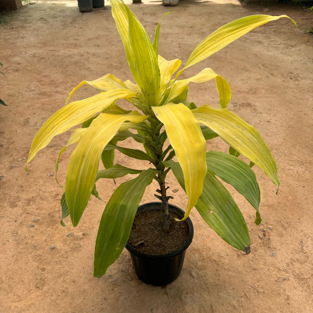 Green Paradise in 8 Inch Nursery Pot