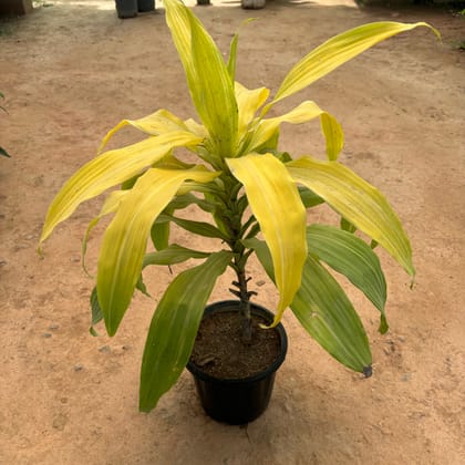 Buy Green Paradise in 8 Inch Nursery Pot Online | Urvann.com