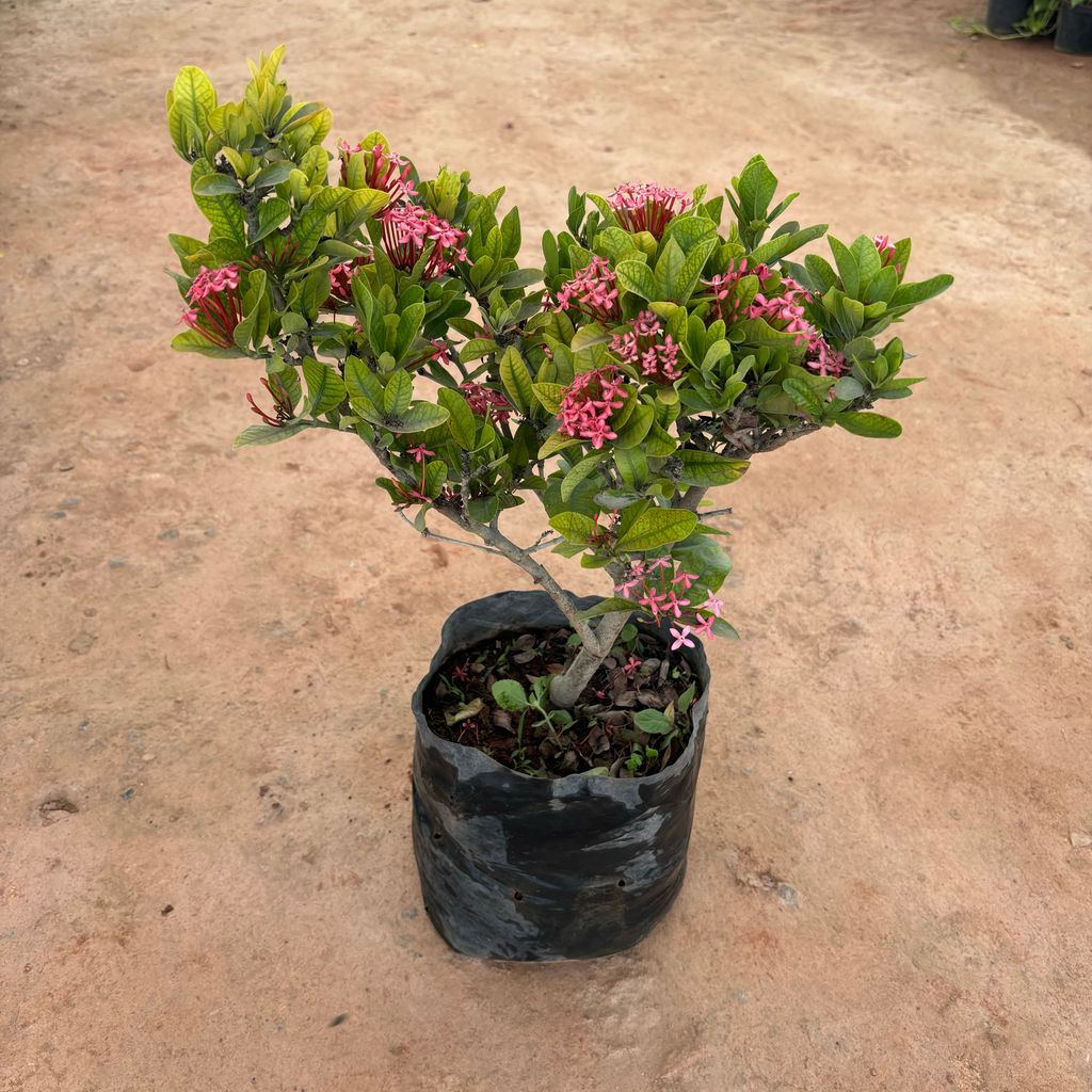 Ixora Pink in 10 Inch Nursery Bag