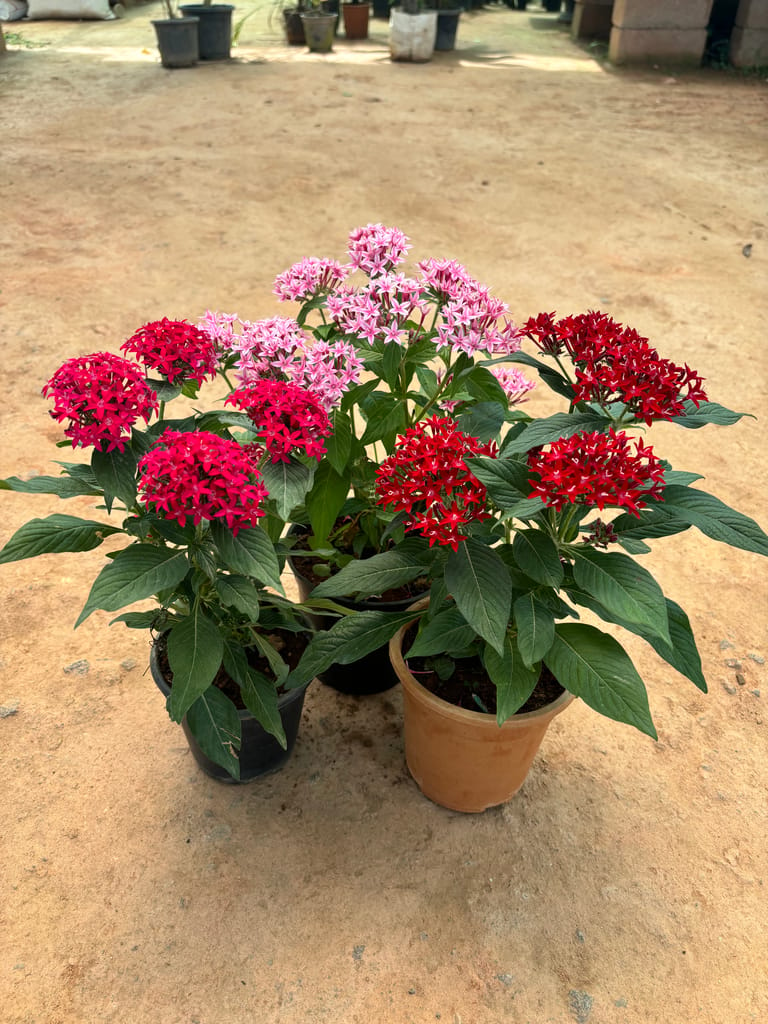 Set of 3 - Pentas (Red, Pink & Purple) in 5 Inch Nursery Pot